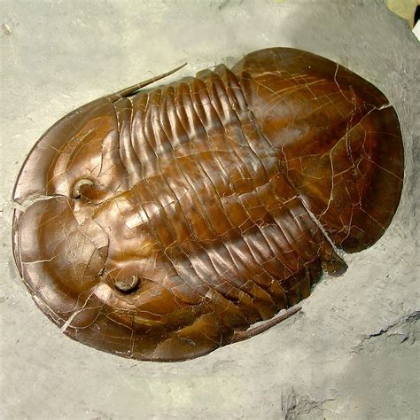 Heaveninawildflower - amnhnyc: It’s time for Trilobite Tuesday! As...
