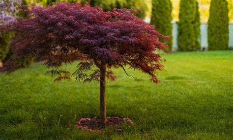 Acer Inaba Shidare Japanese Maple 16 Pot Trained Up Hello Hello