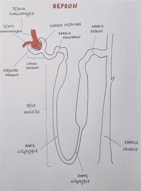 Budowa Nefronu In