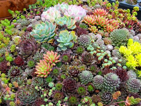 garden dancing  amazing world  succulents