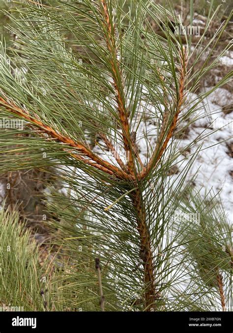 Red Pine Pinus Resinosa Plantae Stock Photo Alamy