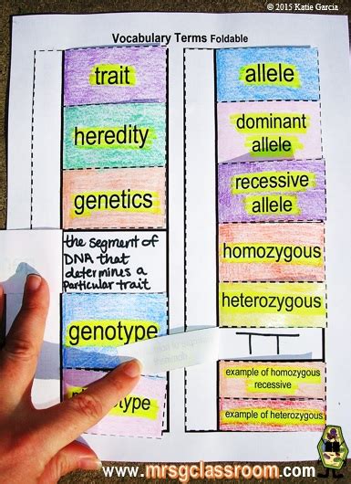 Mrs G S Classroom Genetics