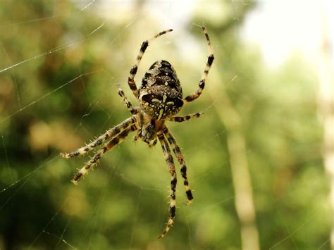 spider web, hairy, nervous, the fear, animals in the wild, animal