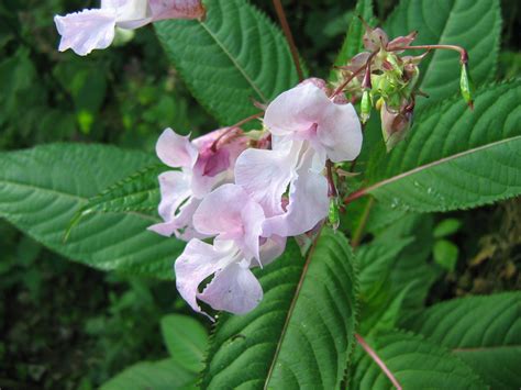 Himalayan Balsam - The Galway County Biodiversity Project