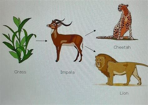 Cheetah Food Chain