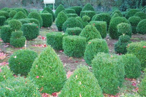 Buxus Sempervirens. Shrubs for Sale UK. Letsgoplanting.co.uk