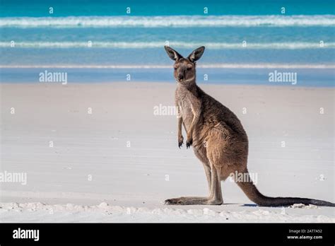 Juvenile Kangaroo On The Beach At Lucky Bay Cape Le Grand National