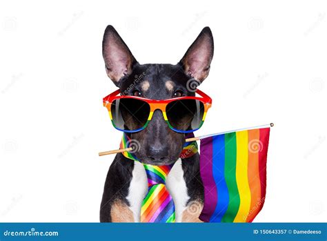 Perro Del Orgullo Gay Imagen De Archivo Imagen De Amor