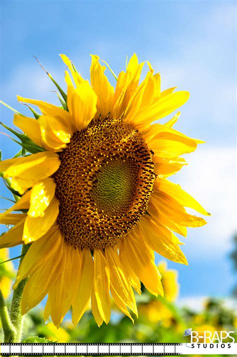 Sunflower Farm on Behance