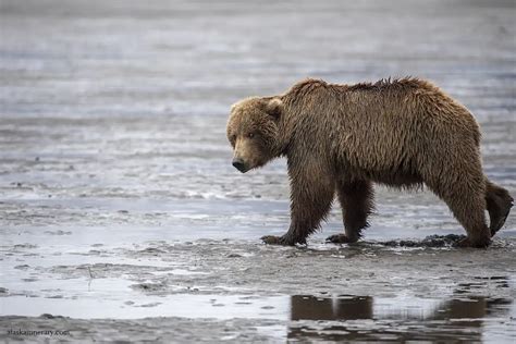 The Best Bear Viewing Tours from Homer in 2025: Review and Tips