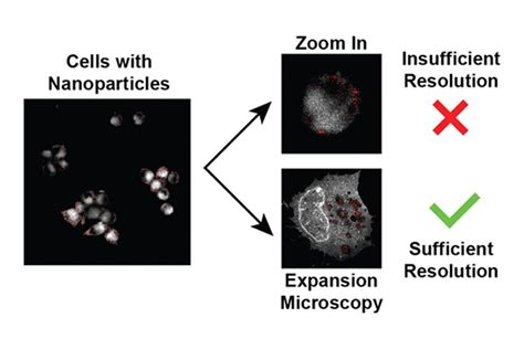 Quantifying Intracellular Nanoparticle Distributions With Three