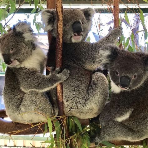 Caversham Wildlife Park Western Australia Wildlife Park Koala Bear