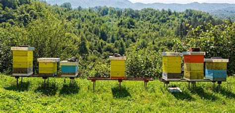 Techniques For Modern Beekeeping And Beehive Monitoring Iot Monitoring