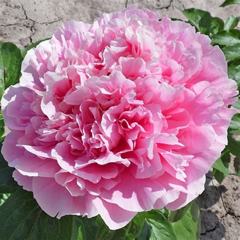 American Peony Society Kim