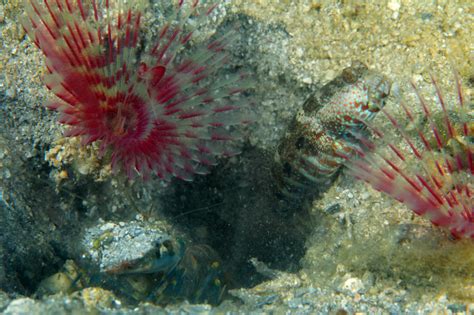 cryptocentrus caeruleomaculatus