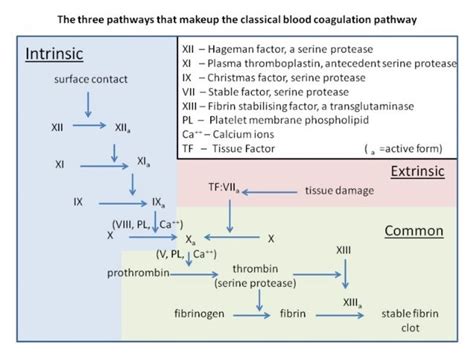 Interpretation Of Pt And Ptt In Coagulation Disorders