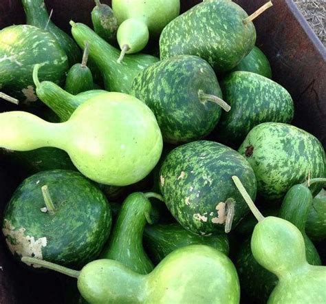 Apple Gourds Are Fun And Easy To Grow From Seed The Plants Form Large