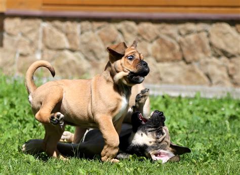 Щенки Кадебо Ideal Dogs Giv