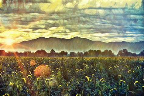 Sunflower Sunrise Digital Art By Becky Sullivan Pixels