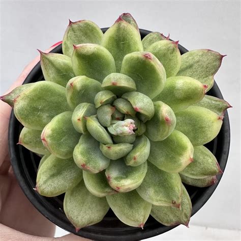 Echeveria Ice Age Variegated Dk Succulents Korea Rare Korean