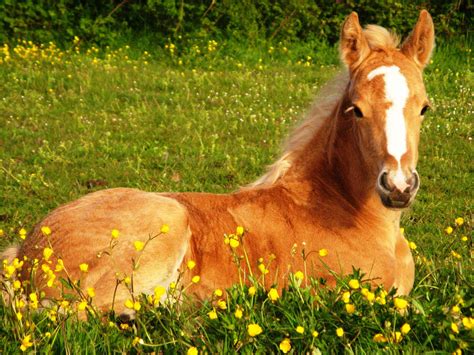 majestic horse running freely   meadow wallpaperscom