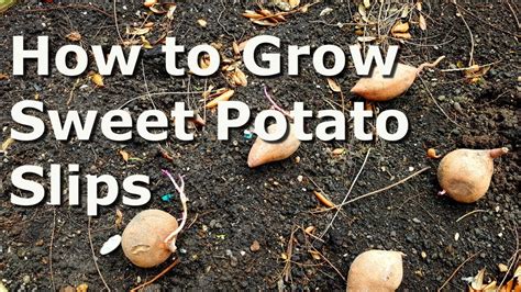 How To Grow Sweet Potato Slips Youtube