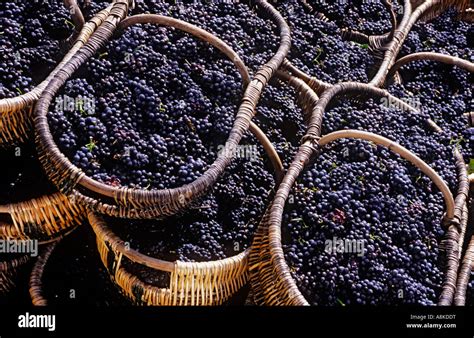 Bourgogne Panier Vendange Bourguignonne Paniers Avec Freshly Harvested