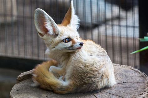 Fennec Foxes as Pets: Cost to Buy, Legalities, and Ease of Care ...