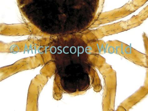 Spider captured under a stereo microscope. http://www.microscopeworld ...