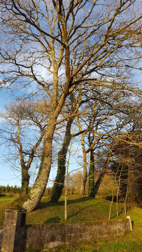 Free Images Tree Nature Branch Winter Leaf Flower Birch Autumn