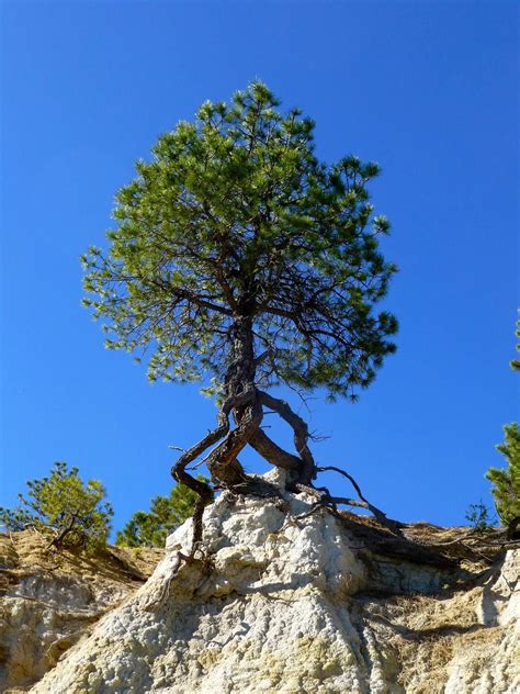 How Do Trees Grow On Rocks Maurine Gil