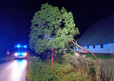 Einsatz Baum droht auf Straße zu stürzen Freiwillige Feuerwehr Seester