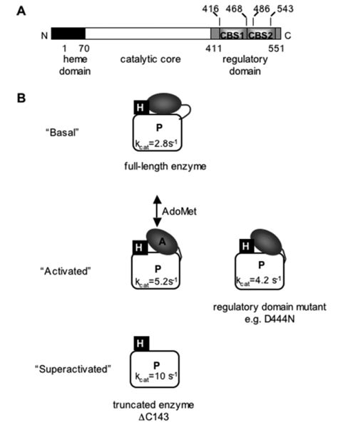 Modular Organization And Kinetic Forms Of Human Cystathionine β