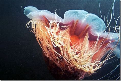 Stunning Jelly Fish Photography Jellyfish Photography Life Under The