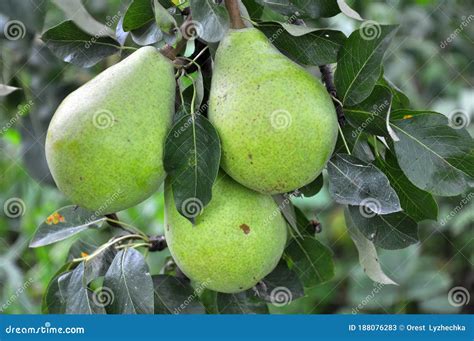 Pears Ripen On The Tree Branch Stock Image Image Of Summer Juicy