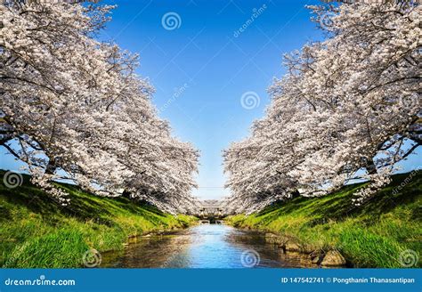 Rio Ao Redor Flores De Cerejeira Bonitas Flores De Sakura Em Jap O