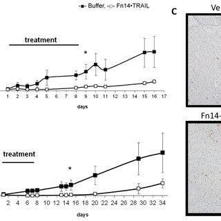 HepG2 Cells Were Injected Subcutaneously 4 5x106 Mouse To NUDE Mice
