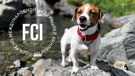 Ошейники-мартингейл Догохоликс