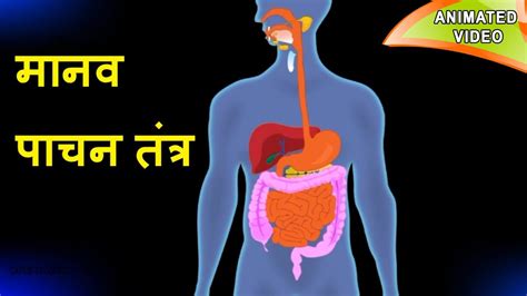 Digestive System In Hindi Animated Video