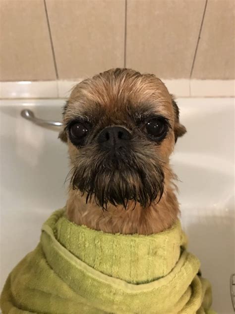 Брюссельский гриффон - фото, описание, история породы маленькой собачки ...