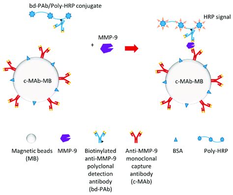 Schematic Illustration Of A MMP 9 Electrochemical Immunosensor 124