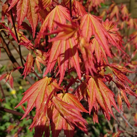 Acer Palmatum Orange Dream Japanese Maple 60 Off