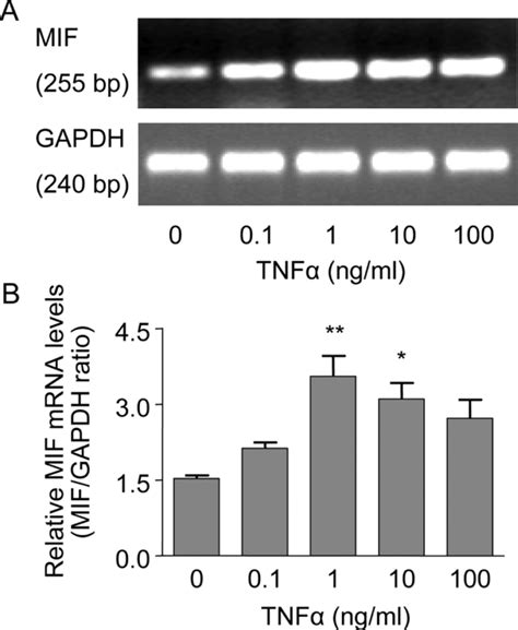 Tnf Increased Mif Mrna Steady State Levels In Cultured Human