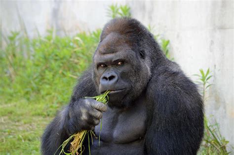 Shabani the Gorilla | Know Your Meme