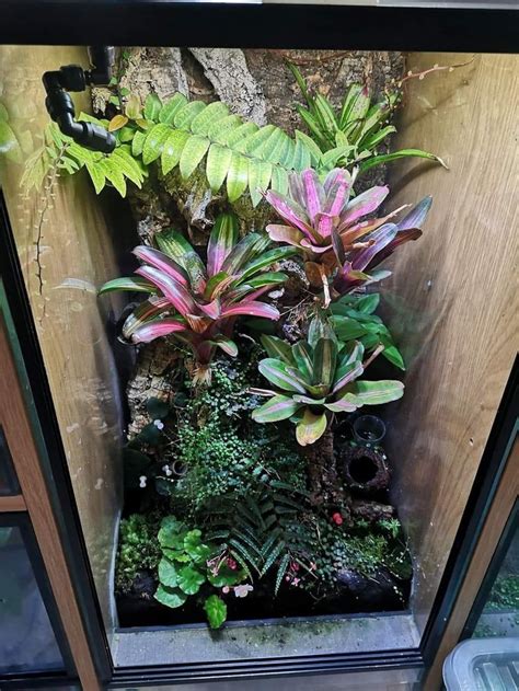 Beautiful Terrarium Display Case