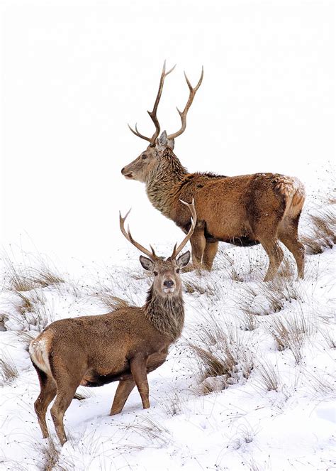 Scottish Red Deer Stags Photograph By Grant Glendinning Pixels