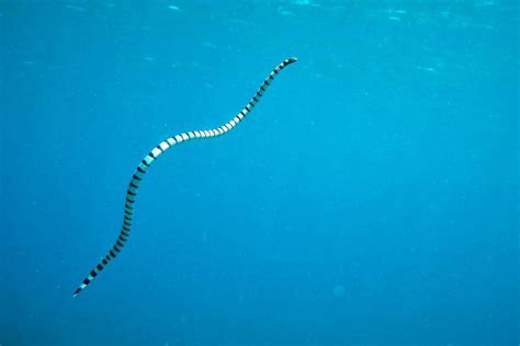 Can All Snakes Swim? (The Answer Might Surprise You)