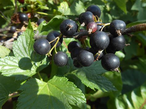 Казырган ягода - 67 фото