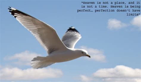 Quotes About Seagulls Quotesgram