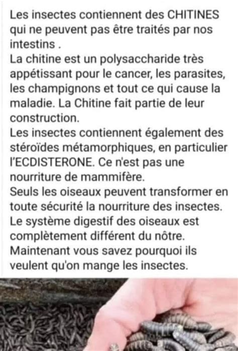 Pourquoi Manger Des Insectes Hot Sex Picture